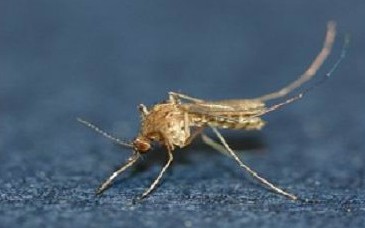 중국얼룩날개모기