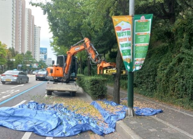 은행나무 열매 수확 작업