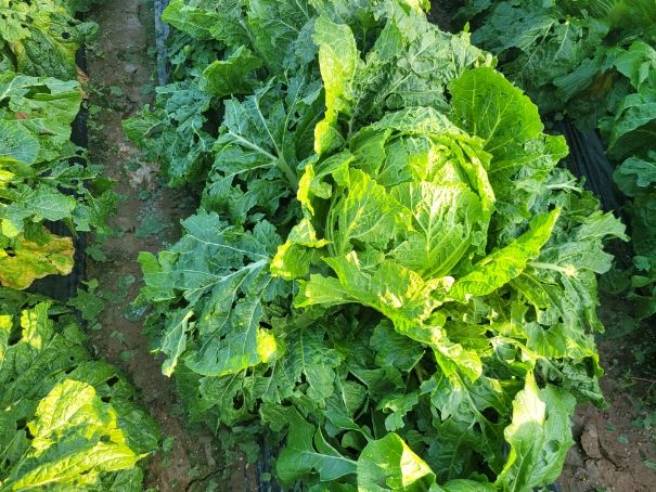 우박 피해입은 배추