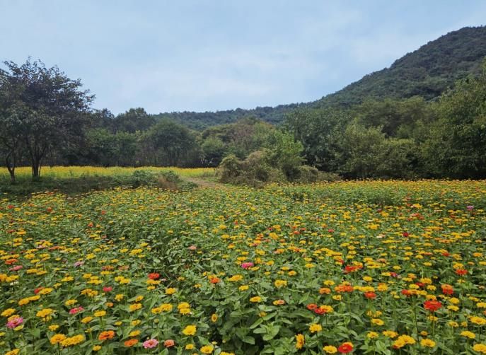 백일홍으로 물든 청주 상당산성, 꽃길 걸으러 오세요!