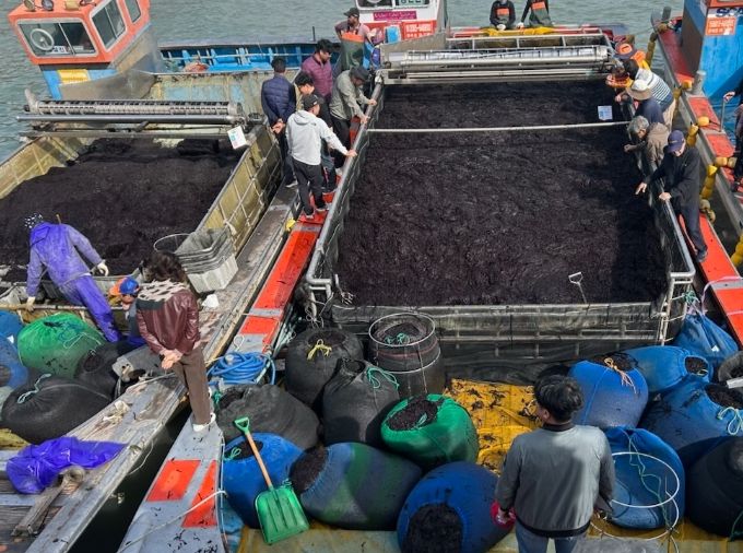 곱창김 전국 첫 위판 시작