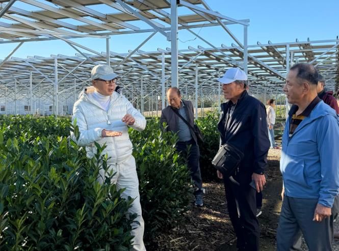 보성군, 일본 시즈오카 벤치마킹 통해 ‘K-TEA 보성말차’ 글로벌 성장 시동_영농형 태양광을 설치한 스마트 에너지 다원인 스츠카 솔라 차원을 방문했다