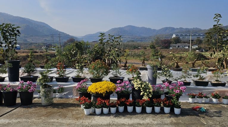 충주시 관산마을 국화전시회 개최(진열된 국화 사진)