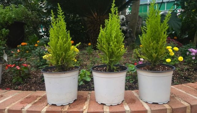 청주랜드, 초등생 대상 크리스마스트리 만들기